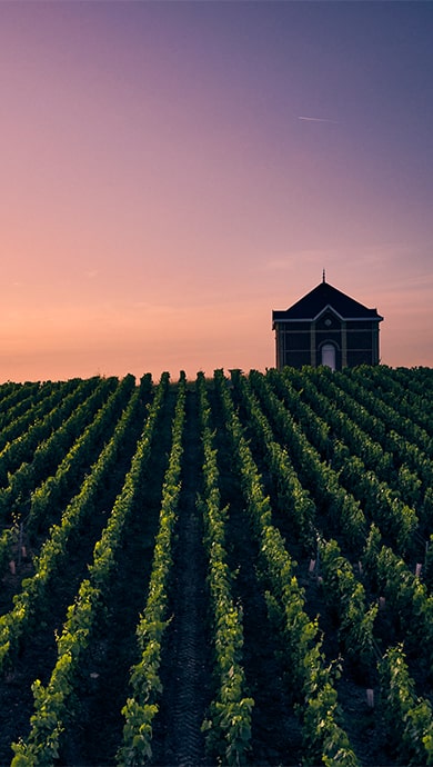 Terroir Treasures | Moët & Chandon