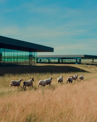 Using sheep to maintain green spaces