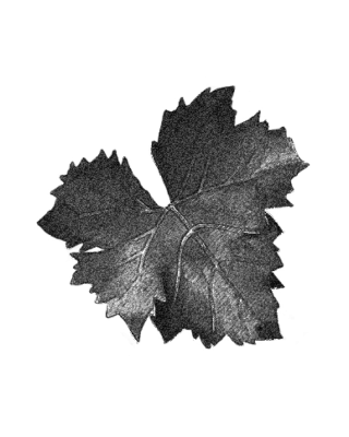 feuille