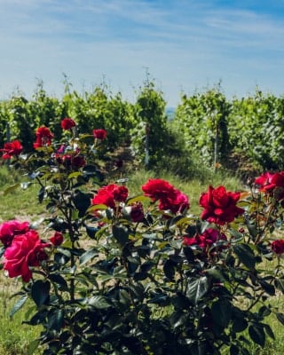 herbicide-free