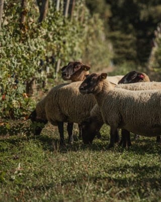 5 breed of French sheep introduced