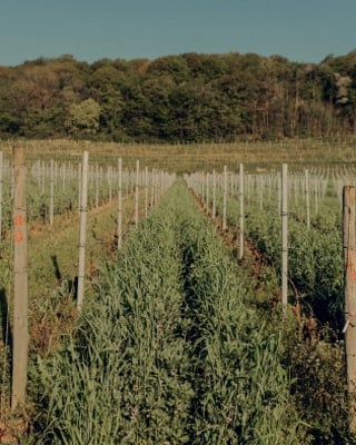 6 plant cover plots
