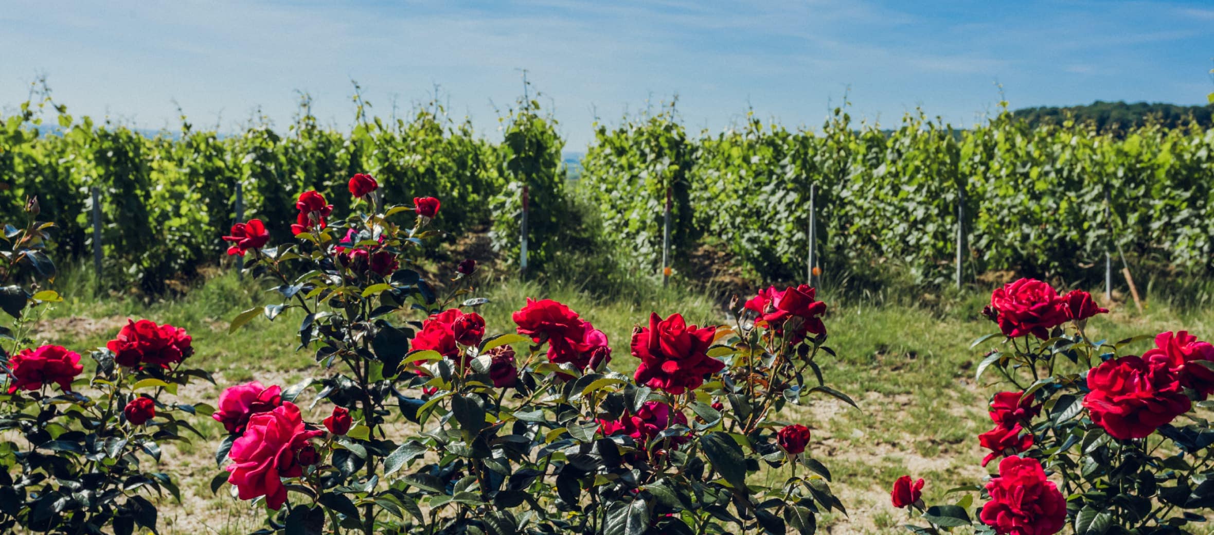 regenerative agriculture