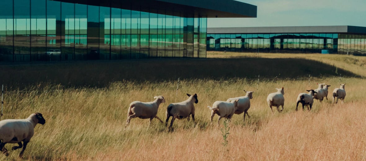 sheep