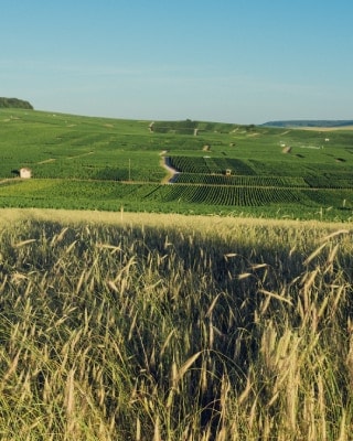 sustainable viticulture