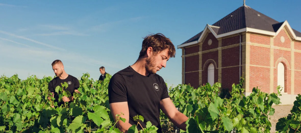 Help 2350 winegrower partners in sustainable viticulture